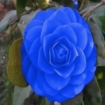 山茶花
