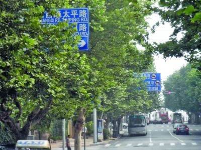 夏天树