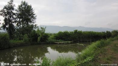 小池塘