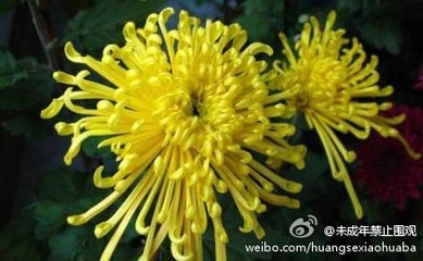 一种花