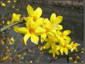 迎春花