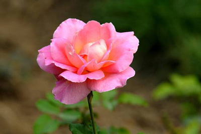 月季花