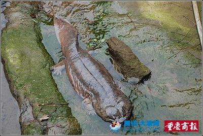 溪水