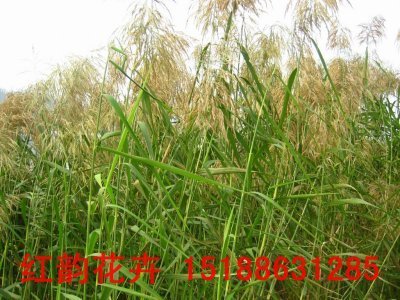 芦苇