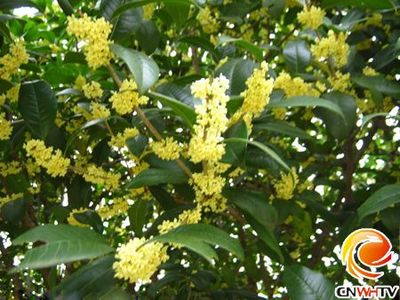 桂花