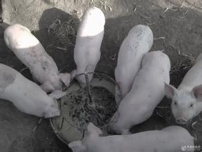 吃食
