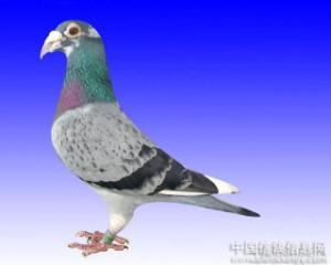 信鸽