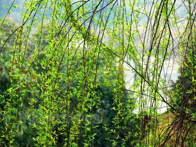 柳枝