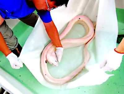 龙王