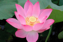 莲花