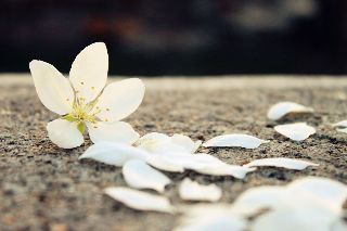落花