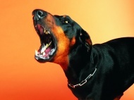 犬吠