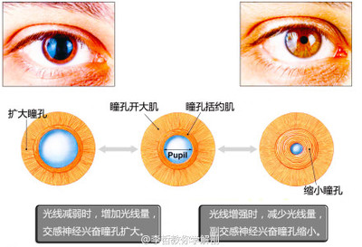 瞳孔