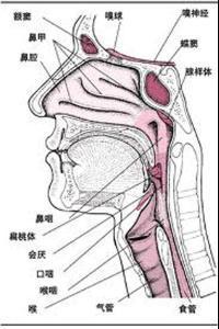 咽喉