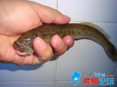 游逛