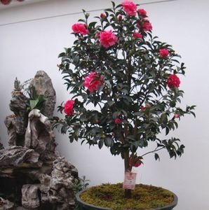 茶花