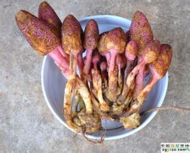 春草