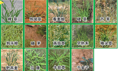 杂草