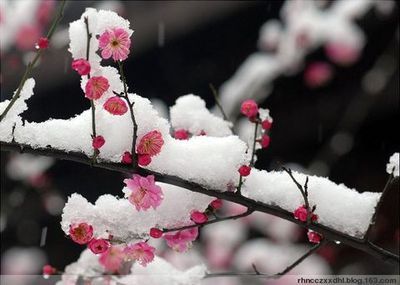 梅花