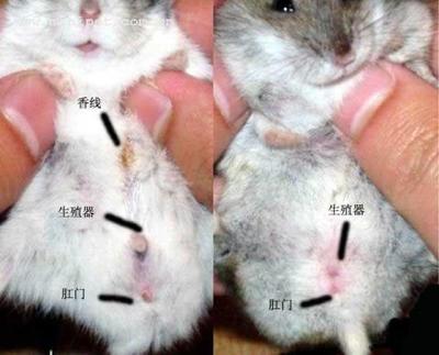 仓鼠
