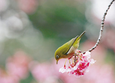 春意