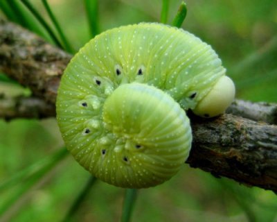 昆虫