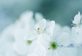 梨花