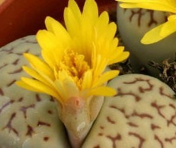 石花