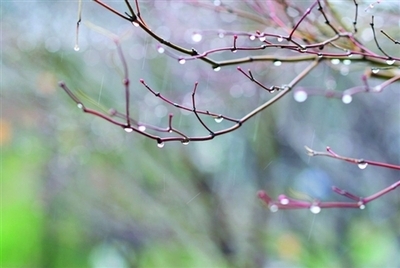 细雨