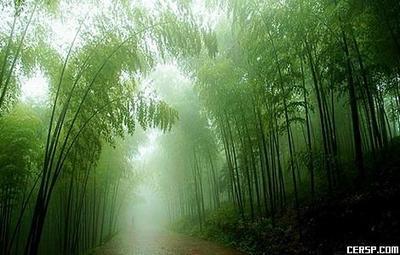 竹林