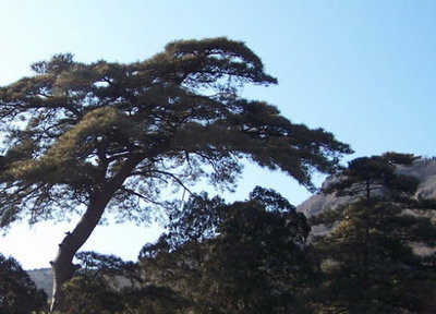 苍松翠柏