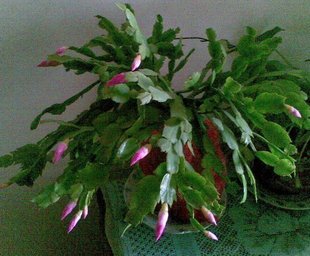锦上添花