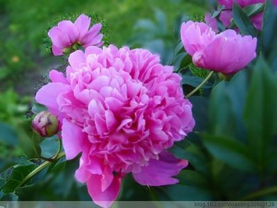 鲜花盛开