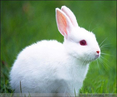 小白兔