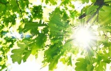 阳光灿烂