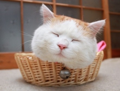 一只只