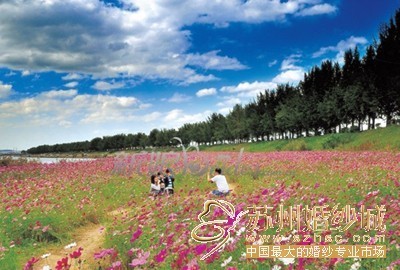 百花争艳