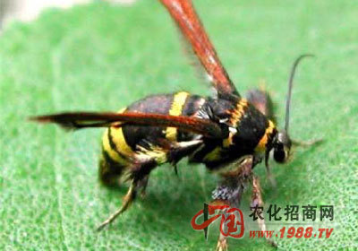 不失时机