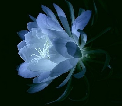 昙花一现