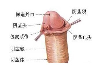 系带