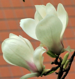 一年一度