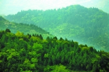 郁郁葱葱