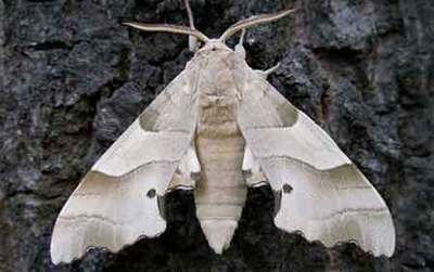 飞蛾