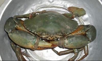 青蟹