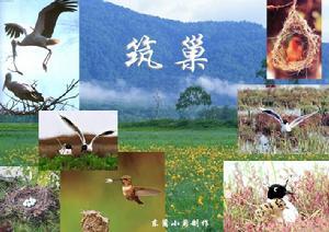 筑巢