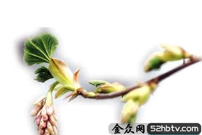 情致