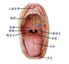舌面