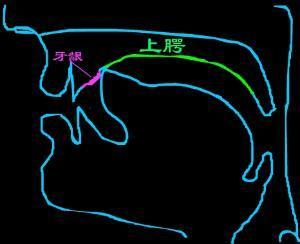 舌音