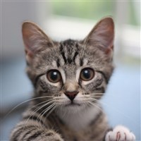 花猫