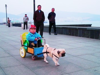 拉车